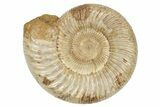 Jurassic Ammonite (Perisphinctes) - Madagascar #229520-1